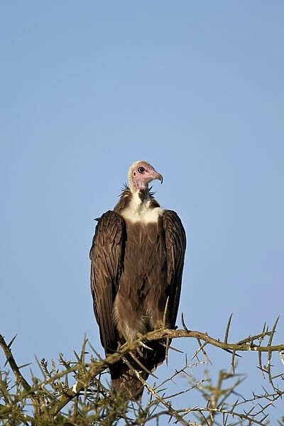Hooded vulture (Necrosyrtes monachus), Ngorongoro Conservation Area, UNESCO World Heritage Site