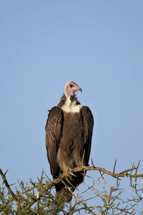 Framed Print : Hooded vulture (Necrosyrtes monachus), Ngorongoro Conservation Area, UNESCO World Heritage Site Framed Print : Hooded vulture (Necrosyrtes monachus), Ngorongoro Conservation Area, UNESCO World Heritage Site