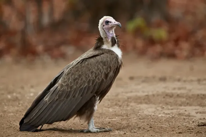 Framed Print : Hooded vulture (Necrosyrtes monachus), Kruger National Park, South Africa, Africa Framed Print : Hooded vulture (Necrosyrtes monachus), Kruger National Park, South Africa, Africa