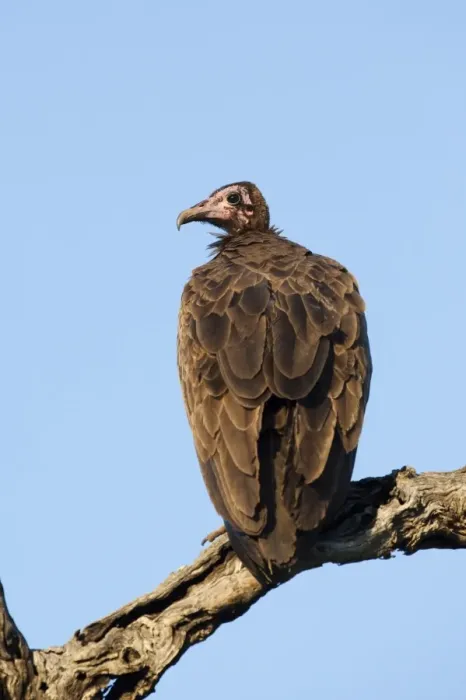Framed Print : Hooded vulture (Necrosyrtes monachus), Kruger National Park, South Africa, Africa Framed Print : Hooded vulture (Necrosyrtes monachus), Kruger National Park, South Africa, Africa