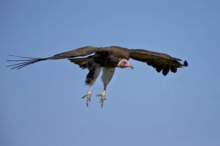 Framed Print : Hooded vulture (Necrosyrtes monachus) in flight on approach to landing, Ngorongoro Framed Print : Hooded vulture (Necrosyrtes monachus) in flight on approach to landing, Ngorongoro