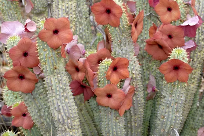 Framed Print : Hoodia lugardia, Botswana, Africa Framed Print : Hoodia lugardia, Botswana, Africa