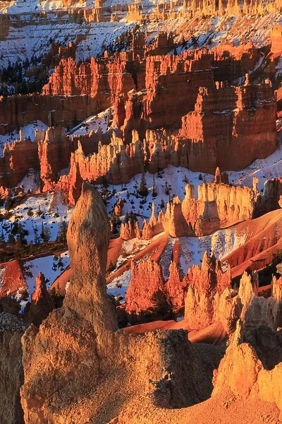 Hoodoos and snow lit by strong dawn light, Queens Garden Trail at Sunrise Point, Bryce Canyon National Park, Utah, United States of America, North America