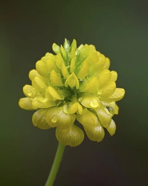 Hop clover (Trifolium aureum) (Trifolium agrarium), Idaho Panhandle National Forests