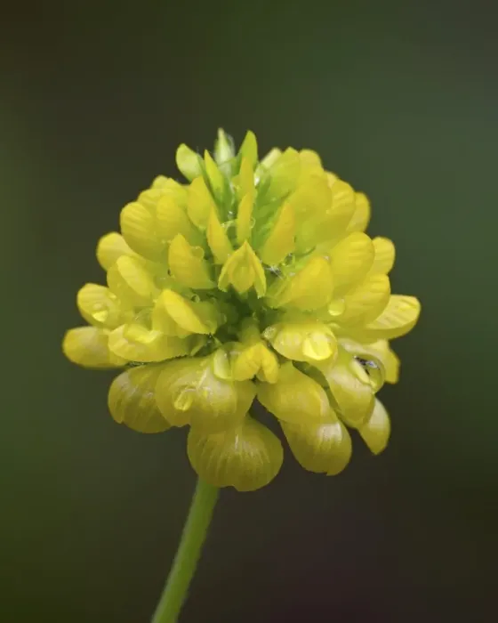 Framed Print : Hop clover (Trifolium aureum) (Trifolium agrarium), Idaho Panhandle National Forests Framed Print : Hop clover (Trifolium aureum) (Trifolium agrarium), Idaho Panhandle National Forests