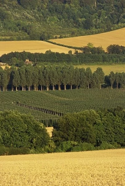 Hops, Darent valley, near Shoreham, Kent, England, United Kingdom, Europe
