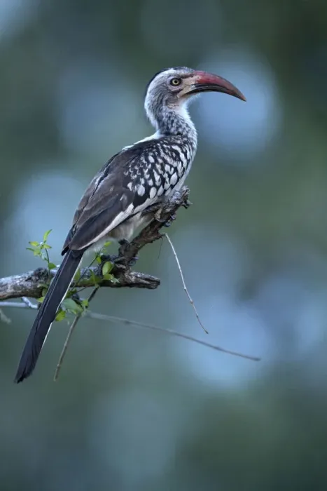 Framed Print : Hornbill (Bucerotidae) on tree, Kruger National Park, South-Africa, Africa Framed Print : Hornbill (Bucerotidae) on tree, Kruger National Park, South-Africa, Africa