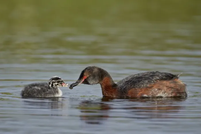 Framed Print : Horned grebe (Podiceps auritus) female feeding a chick, Lake Myvatn, Iceland, Polar Regions Framed Print : Horned grebe (Podiceps auritus) female feeding a chick, Lake Myvatn, Iceland, Polar Regions