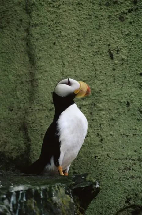 Framed Print : Horned puffin (Fratercula corniculata), St Framed Print : Horned puffin (Fratercula corniculata), St