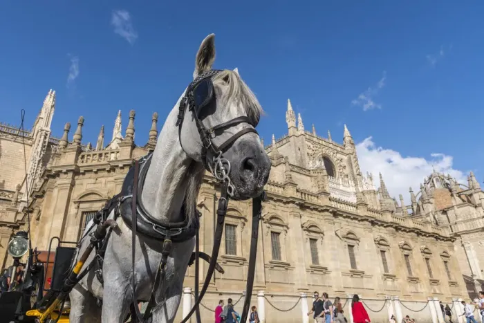 Framed Print : A horse attached to a carriage waiting for tourists in front of Catedral de Sevilla Framed Print : A horse attached to a carriage waiting for tourists in front of Catedral de Sevilla