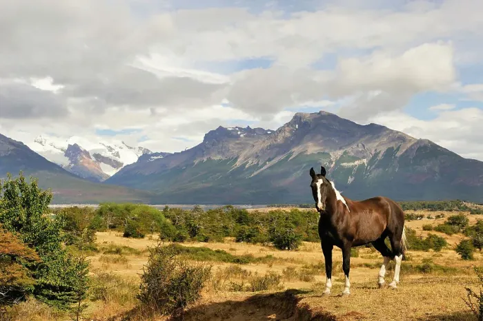 Framed Print : Horse in Estancia Nibepo Aike on the Argentino lakeshore, around El Calafate, Patagonia, Argentina, South America Framed Print : Horse in Estancia Nibepo Aike on the Argentino lakeshore, around El Calafate, Patagonia, Argentina, South America