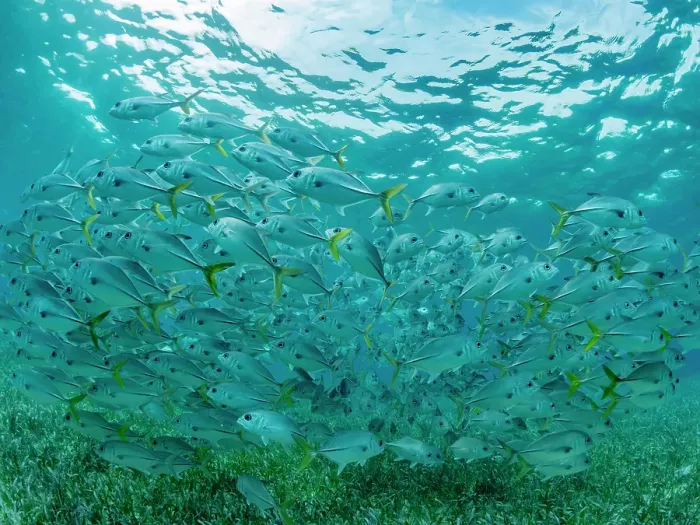 Framed Print : Horse-eye jacks (Caranx latus), schooling in Hol Chan Marine Preserve, inside the Mesoamerican Barrier Reef, Belize Framed Print : Horse-eye jacks (Caranx latus), schooling in Hol Chan Marine Preserve, inside the Mesoamerican Barrier Reef, Belize