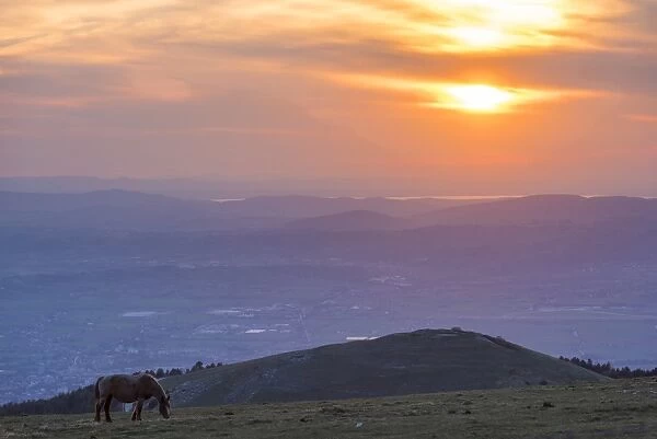 Horse in the fields, Mount Subasio, Umbria, Italy, Europe