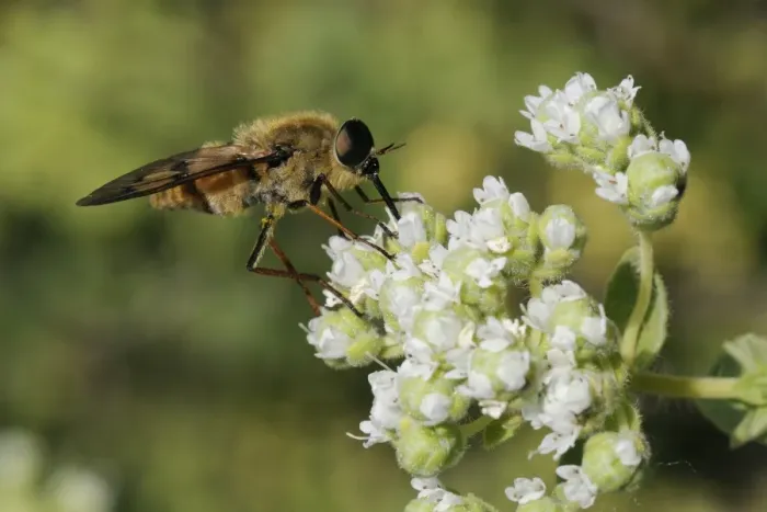 Framed Print : Horse fly (Pangonius pyritosus) foraging for nectar on Cretan oregano (Origanum onites) flowers, Lesbos (Lesvos), Greece, Europe Framed Print : Horse fly (Pangonius pyritosus) foraging for nectar on Cretan oregano (Origanum onites) flowers, Lesbos (Lesvos), Greece, Europe