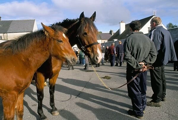 Horse and foal fair