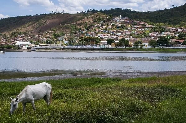 Horse grazing along the Rio Paraguacu in Cachoeira, Bahia, Brazil, South America