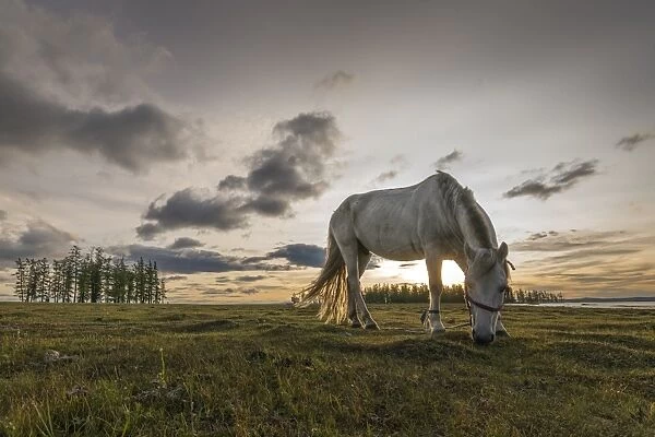 Horse grazing on the shores of Hovsgol Lake at sunset, Hovsgol province, Mongolia