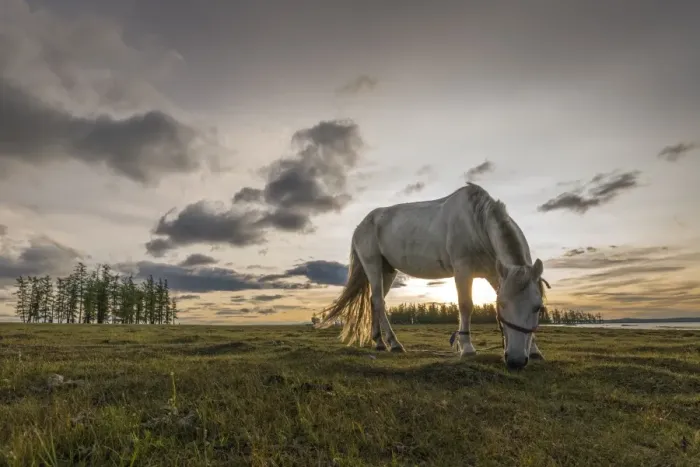 Framed Print : Horse grazing on the shores of Hovsgol Lake at sunset, Hovsgol province, Mongolia