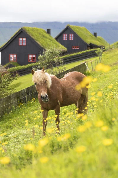 Horse in green meadows, Kirkjubour, Streymoy island, Faroe Islands, Denmark, Europe