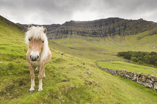 Horse in green meadows, Kunoy Island, Nordoyar, Faroe Islands, Denmark, Europe