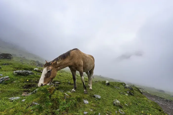 Framed Print : Horse at Soraypampa camping area in foggy weather, Salkantay trek, Mollepata, The Andes, Cusco, Peru, South America Framed Print : Horse at Soraypampa camping area in foggy weather, Salkantay trek, Mollepata, The Andes, Cusco, Peru, South America