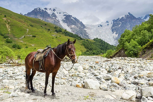 Horse standing by Adishchala River with Tetnuldi mountain peak in the background, Svaneti mountains, Caucasian mountains, Georgia, Central Asia, Asia