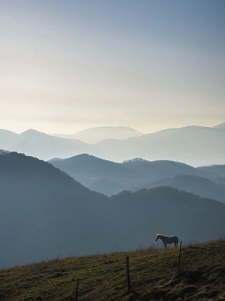 Horse at sunrise, Apennines, Umbria, Italy, Europe