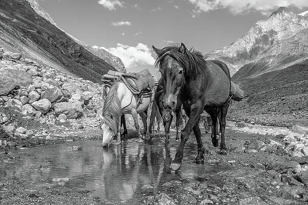 Horses approaching the camera on a mountain road, drinking from a puddle, Himalayas, India, Asia