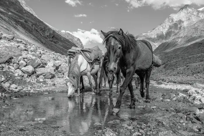 Framed Print : Horses approaching the camera on a mountain road, drinking from a puddle, Himalayas, India, Asia Framed Print : Horses approaching the camera on a mountain road, drinking from a puddle, Himalayas, India, Asia