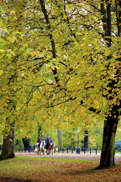 Framed Print : Horses in an autumnal Hyde Park, London, England, United Kingdom, Europe Framed Print : Horses in an autumnal Hyde Park, London, England, United Kingdom, Europe