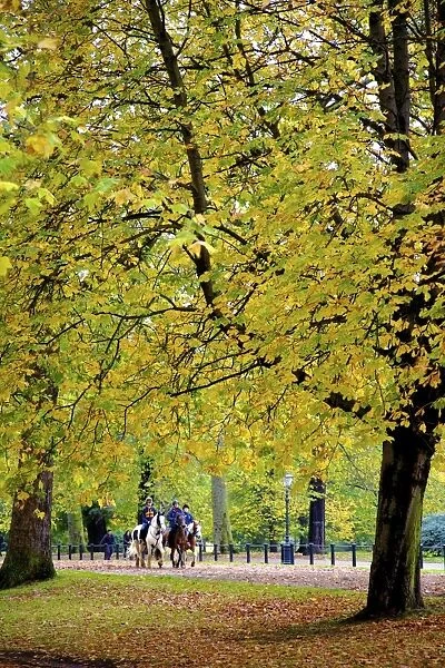 Horses in an autumnal Hyde Park, London, England, United Kingdom, Europe