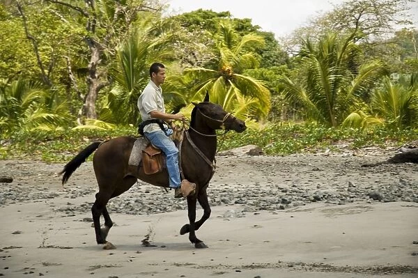 Horses on beach at Punta Islita, Nicoya Pennisula, Pacific Coast, Costa Rica
