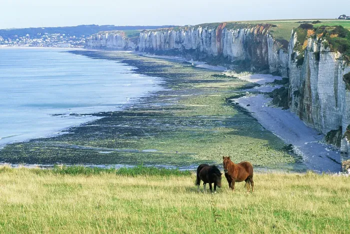 Framed Print : Horses on the top of the cliff above Yport near Etretat, Cote d'Albatre, Pays de Caux, Seine-Maritime department, Upper Normandy region, France, Europe Framed Print : Horses on the top of the cliff above Yport near Etretat, Cote d'Albatre, Pays de Caux, Seine-Maritime department, Upper Normandy region, France, Europe