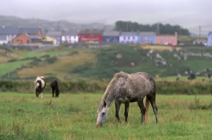 Framed Print : Horses, Connemara and Tinker Framed Print : Horses, Connemara and Tinker