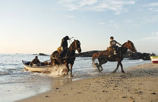 Horses dragging a fishing boat up the beach, Horcon, Chile, South America