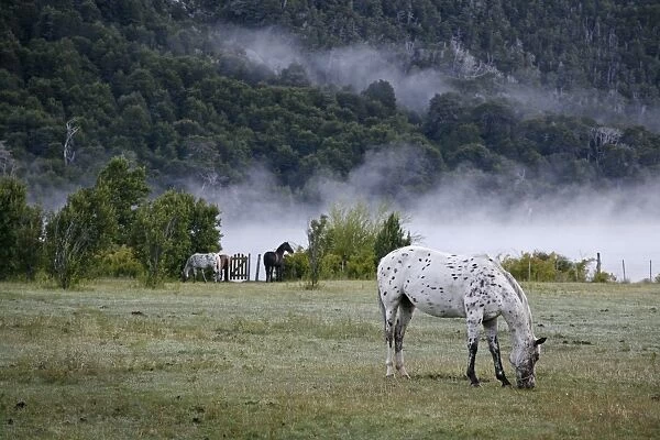 Horses in a field, Patagonia, Argentina, South America