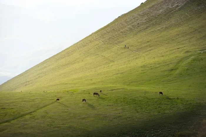 Framed Print : Horses in the fields at sunset, Monte Cucco Park, Apennines, Umbria, Italy, Europe Framed Print : Horses in the fields at sunset, Monte Cucco Park, Apennines, Umbria, Italy, Europe