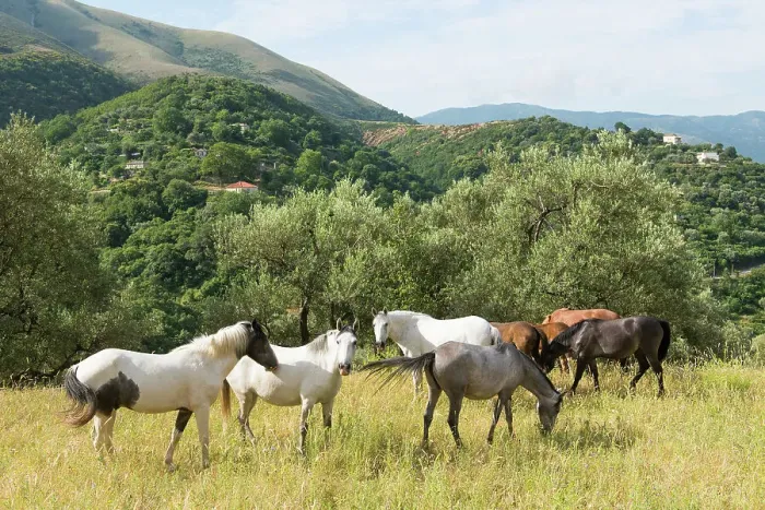 Framed Print : Horses with freedom to roam, mountain road from Saranda to Gjirokaster, Albania, Europe Framed Print : Horses with freedom to roam, mountain road from Saranda to Gjirokaster, Albania, Europe