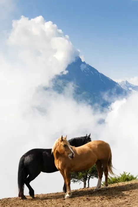 Framed Print : Horses and Grand Nomenon mountain, Aosta Valley, Italian Alps, Italy, Europe Framed Print : Horses and Grand Nomenon mountain, Aosta Valley, Italian Alps, Italy, Europe