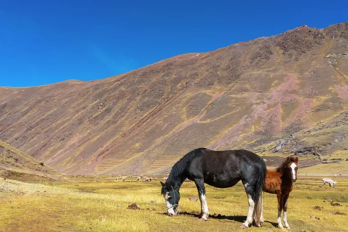 Framed Print : Horses grazing in the Andes, near Rainbow Mountain, Pitumarca District, Cusco (Cuzco) Region, Peru, South America Framed Print : Horses grazing in the Andes, near Rainbow Mountain, Pitumarca District, Cusco (Cuzco) Region, Peru, South America