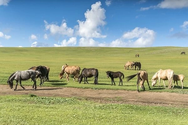 Horses grazing on the Mongolian steppe, South Hangay, Mongolia, Central Asia, Asia