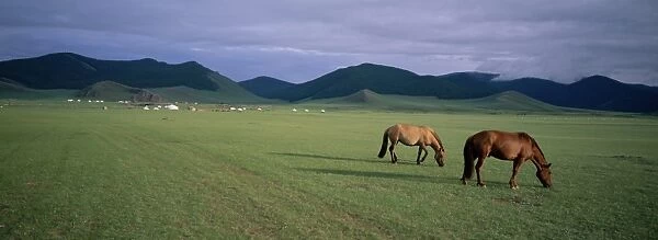 Horses grazing in Orkhon valley
