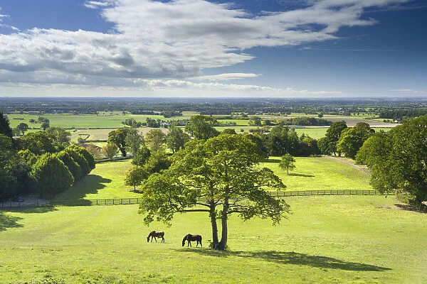 Horses grazing in a paddock at the hilltop village of Crayke in North Yorkshire