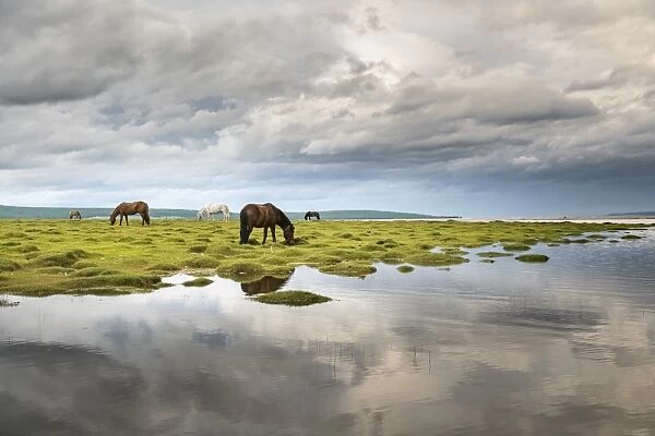 Horses grazing on the shores of Hovsgol Lake, Hovsgol province, Mongolia, Central Asia