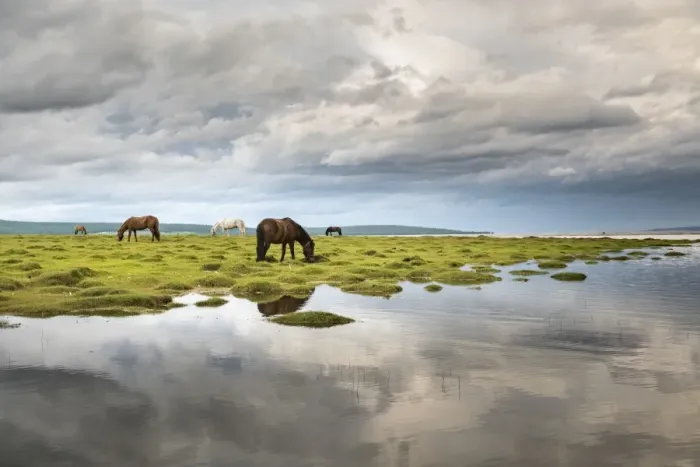 Framed Print : Horses grazing on the shores of Hovsgol Lake, Hovsgol province, Mongolia, Central Asia Framed Print : Horses grazing on the shores of Hovsgol Lake, Hovsgol province, Mongolia, Central Asia