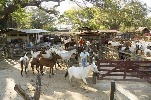 Horses, Hacienda Gauachipelin, near Rincon de la Vieja National Park, Gaunacaste, Costa Rica