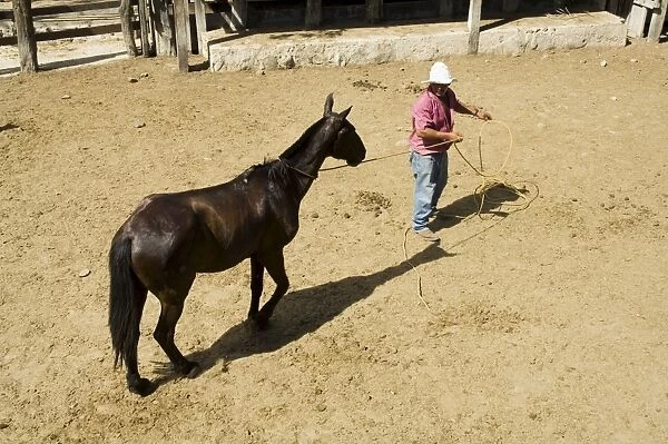 Horses, Hacienda Guachipelin, near Rincon de la Vieja National Park, Guanacaste