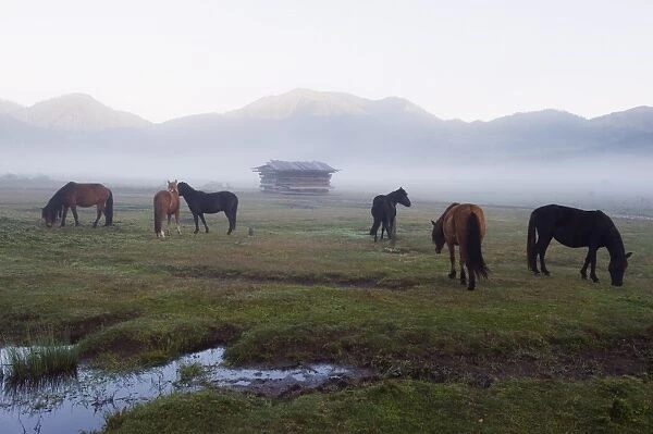 Horses in Phobjikha Valley, Bhutan, Asia