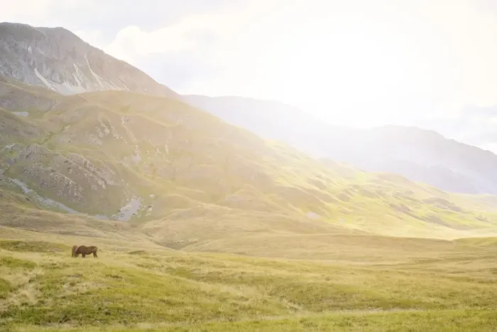 Framed Print : Horses in plateau Campo Imperatore at sunset, Gran Sasso e Monti della Laga National Park Framed Print : Horses in plateau Campo Imperatore at sunset, Gran Sasso e Monti della Laga National Park