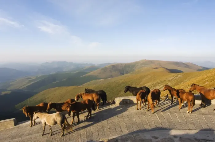 Framed Print : Horses roaming free, Wutaishan (Five Terrace Mountain) one of Chinas sacred Buddhist mountain ranges, Shanxi province